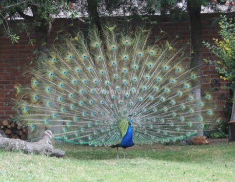 Los Pavo Reales 